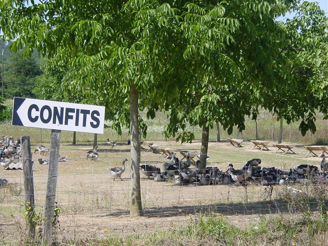 Ferme d'élevage de canards et d'oies